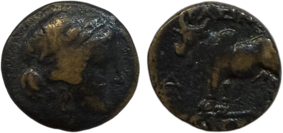 Seleukid Kingdom Seleukos II Kallinikos Ae Zebu bull standing left